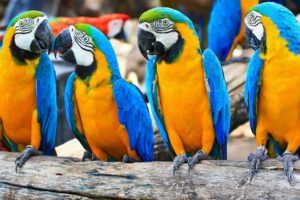 brazil, Caninde, Parrots birds wallpaper