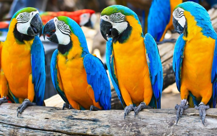brazil, Caninde, Parrots birds wallpaper HD Wallpaper Desktop Background