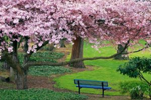 blue bench under blooming cherry tree 17043