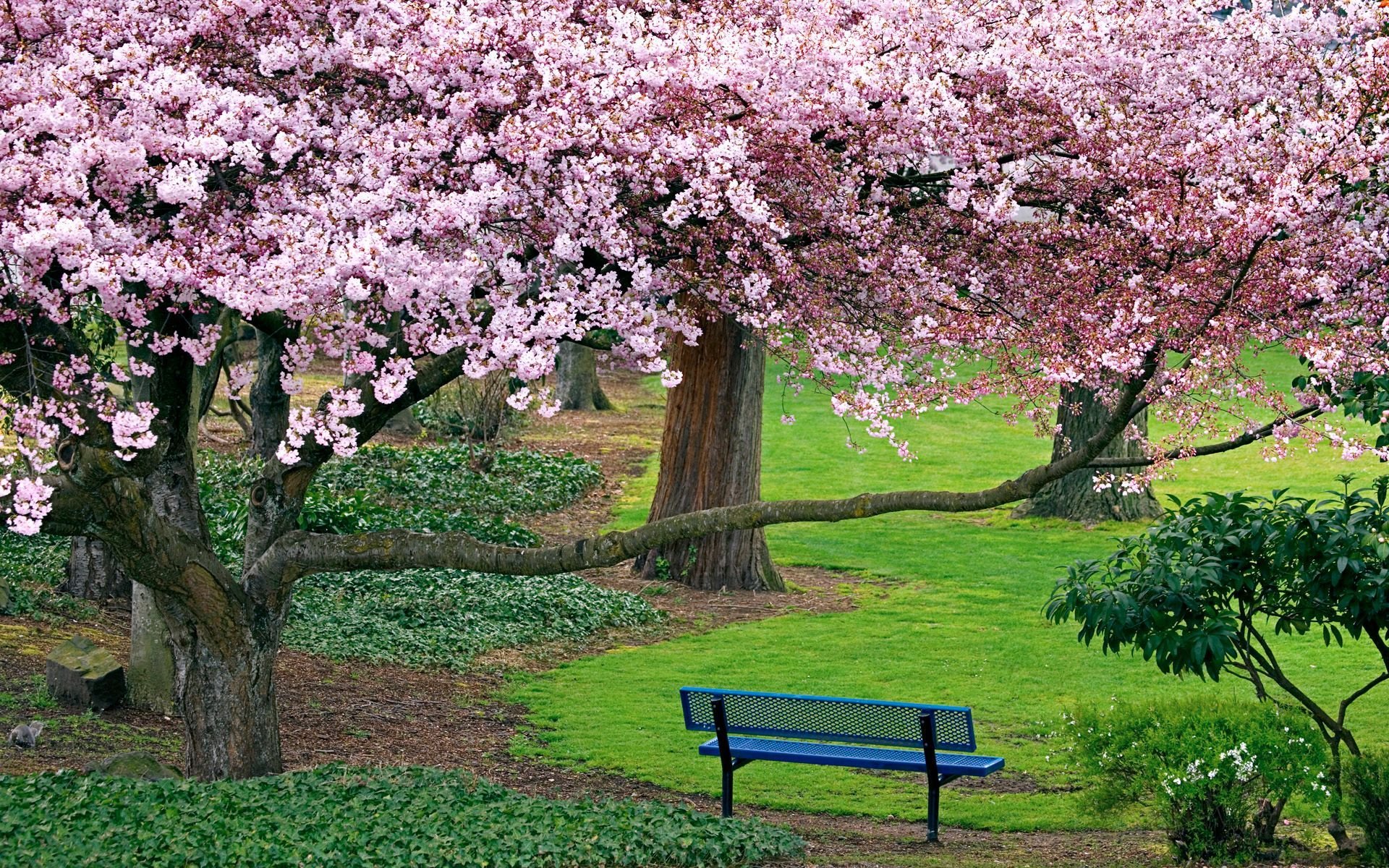 blue bench under blooming cherry tree 17043 Wallpaper