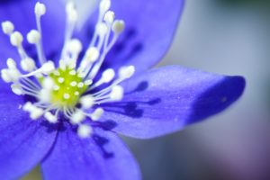 flower in blue