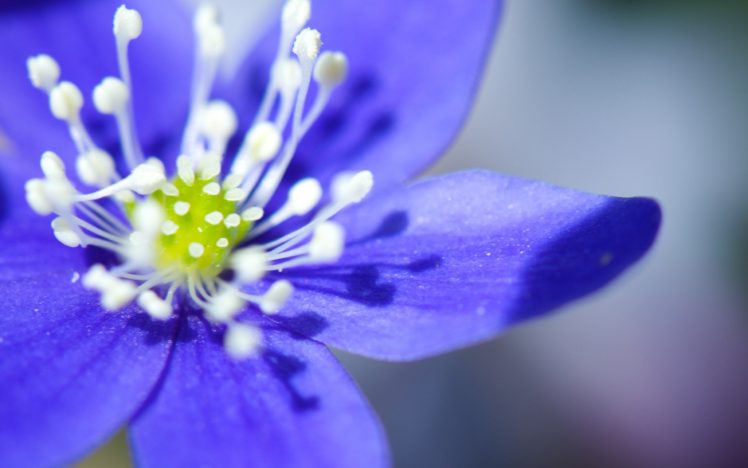 flower in blue HD Wallpaper Desktop Background