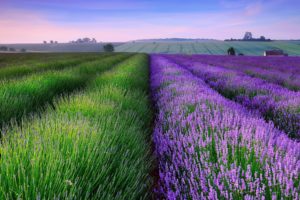 lavender field flower hd wallpaper 1920x1200 10715