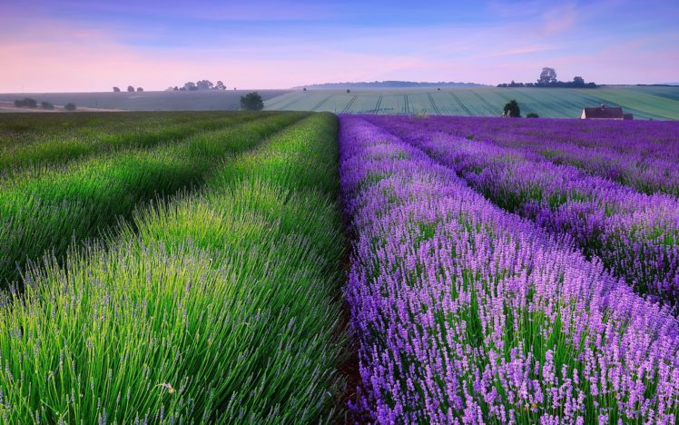 lavender field flower hd wallpaper 1920×1200 10715 HD Wallpaper Desktop Background