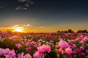 pink peonies in the sunset flower hd wallpaper 1920x1200 10742