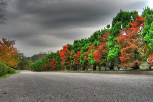row of autumn trees nature hd wallpaper 2560×1600 10781