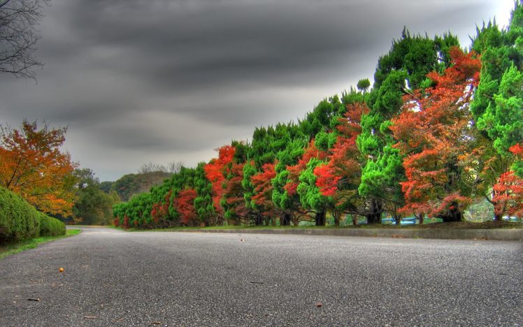 row of autumn trees nature hd wallpaper 2560×1600 10781 HD Wallpaper Desktop Background
