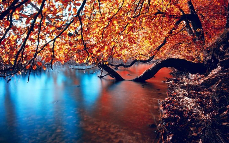 tree curved in the river 14971 HD Wallpaper Desktop Background