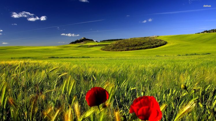 20595 poppies in the green wheat field 1920×1080 nature wallpaper HD Wallpaper Desktop Background
