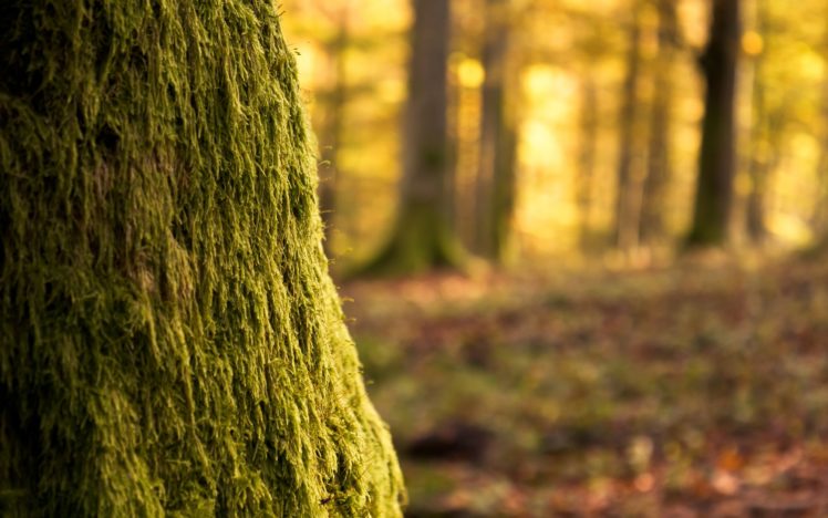 moss, Covering, The, Tree HD Wallpaper Desktop Background