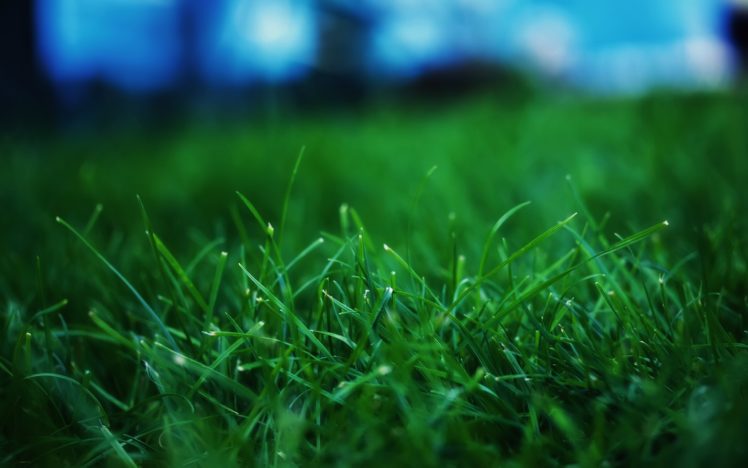 fresh, Grass Wallpapers HD / Desktop and Mobile Backgrounds
