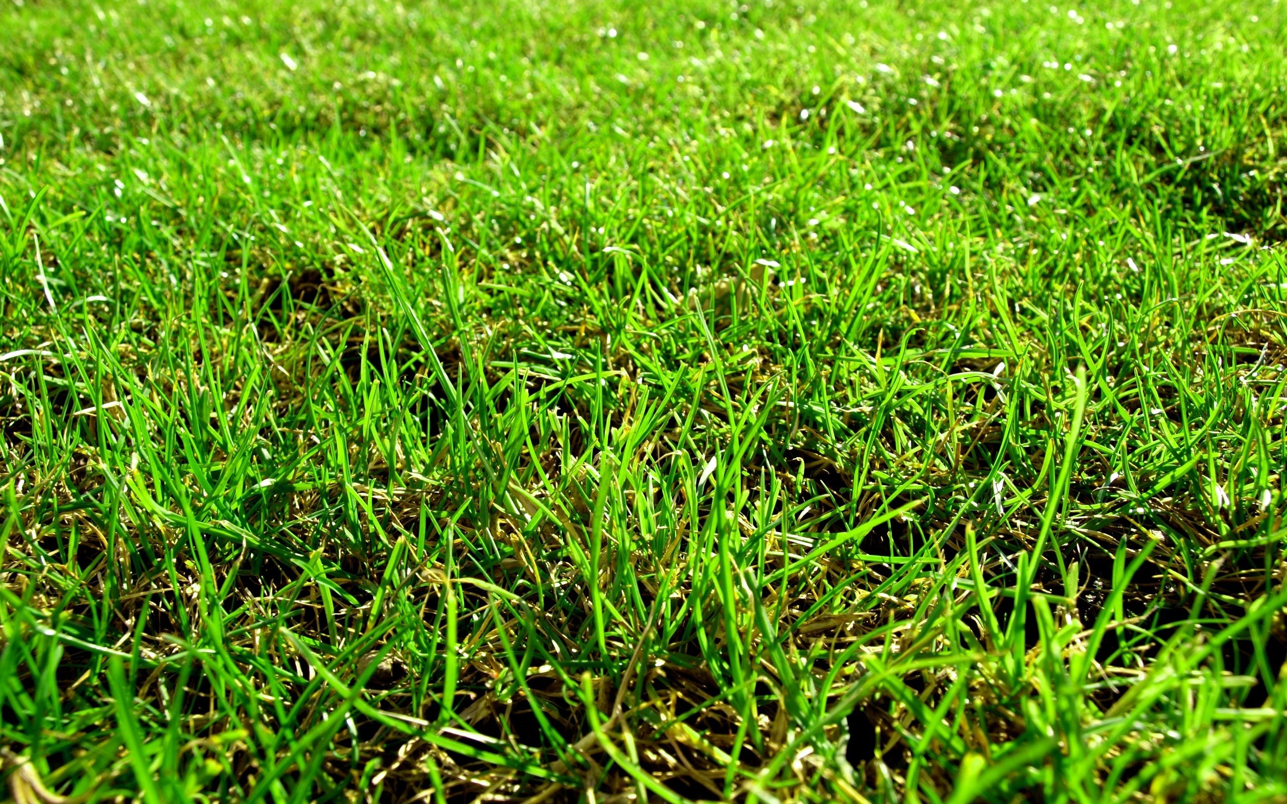 nature, Grass, Macro, Hdr, Photography Wallpaper
