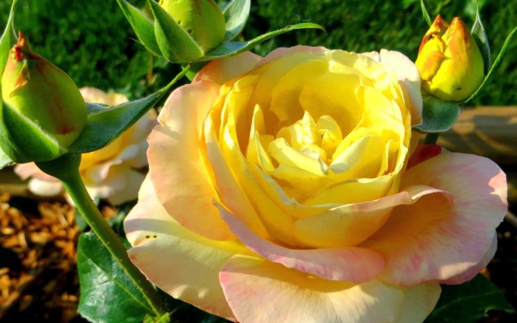 flowers, Roses, Yellow, Rose HD Wallpaper Desktop Background