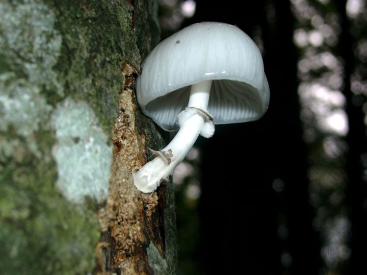 nature, Mushrooms HD Wallpaper Desktop Background