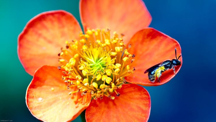 flowers, Macro, Bees, Hymenopthera HD Wallpaper Desktop Background