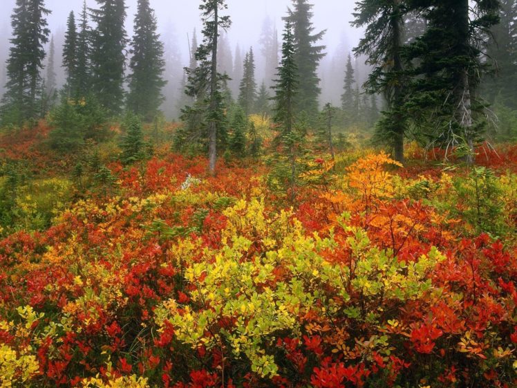 nature, Forests HD Wallpaper Desktop Background
