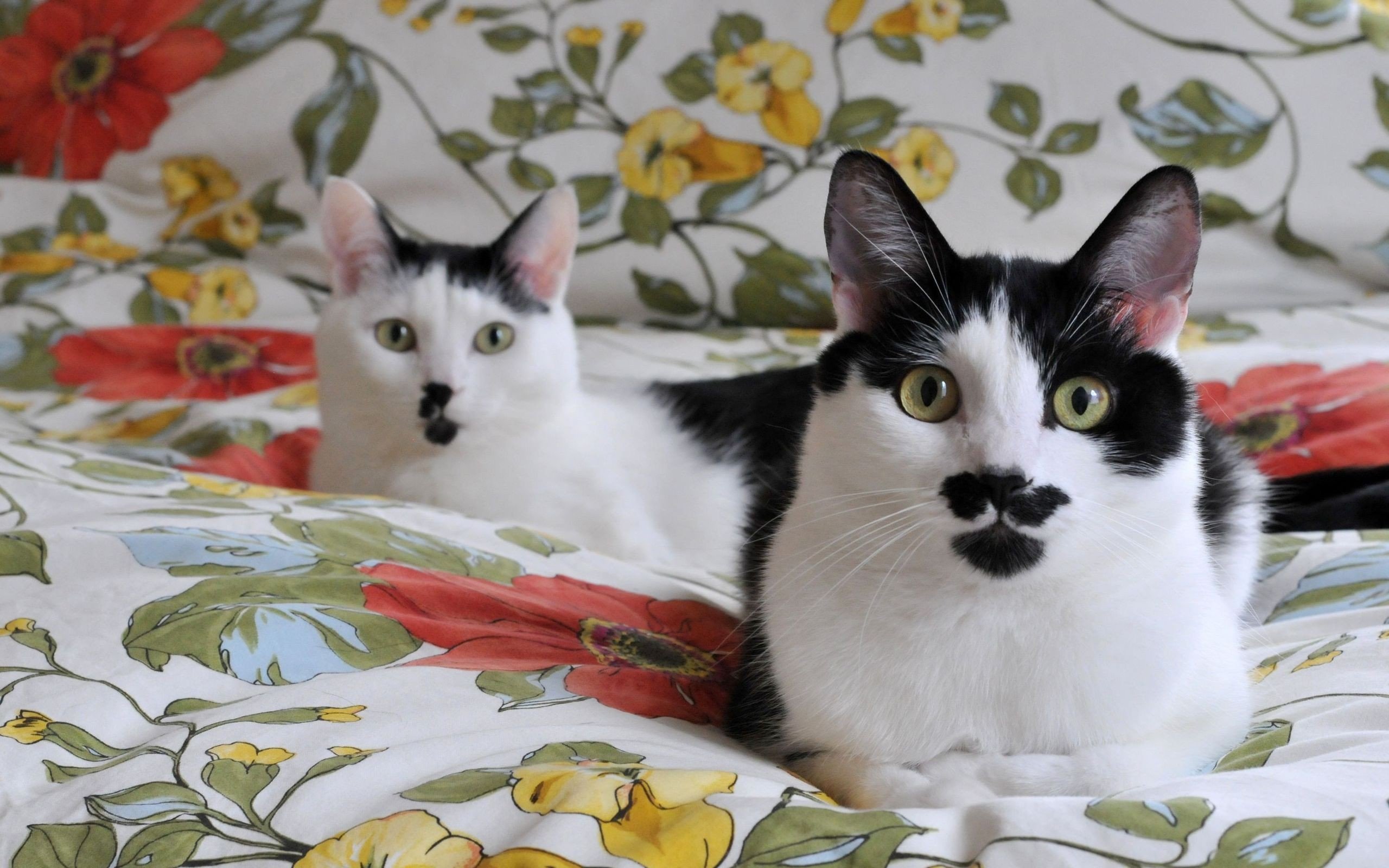 cats, Animals, Beds, Pets, Mustache Wallpaper