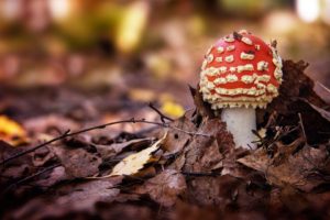 nature, Mushrooms, Fungus