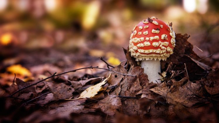 nature, Mushrooms, Fungus HD Wallpaper Desktop Background