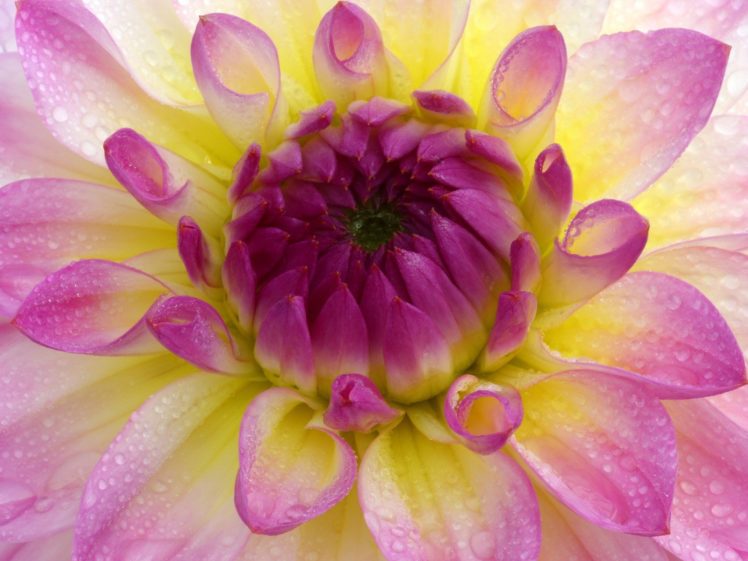 flowers, Macro, Dahlias, Pink, Flowers HD Wallpaper Desktop Background