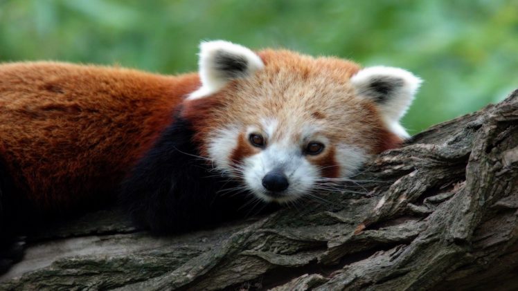 nature, Animals, Wildlife, Red, Pandas, Tree, Trunk HD Wallpaper Desktop Background