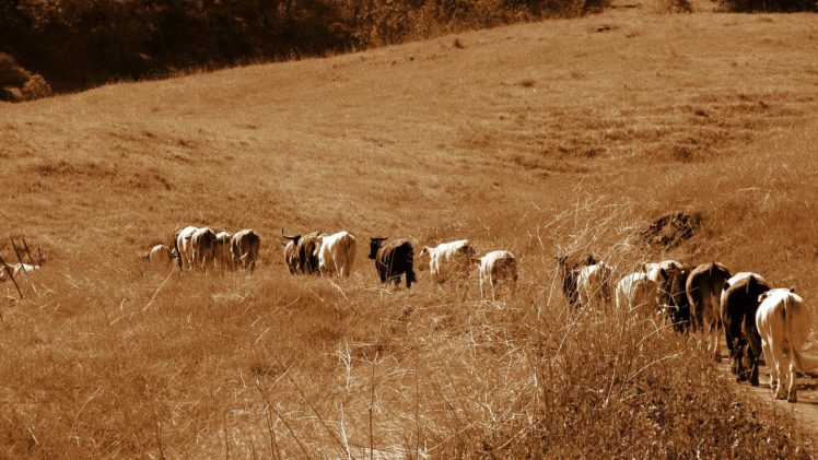 landscapes, Animals, Fields, Cows HD Wallpaper Desktop Background