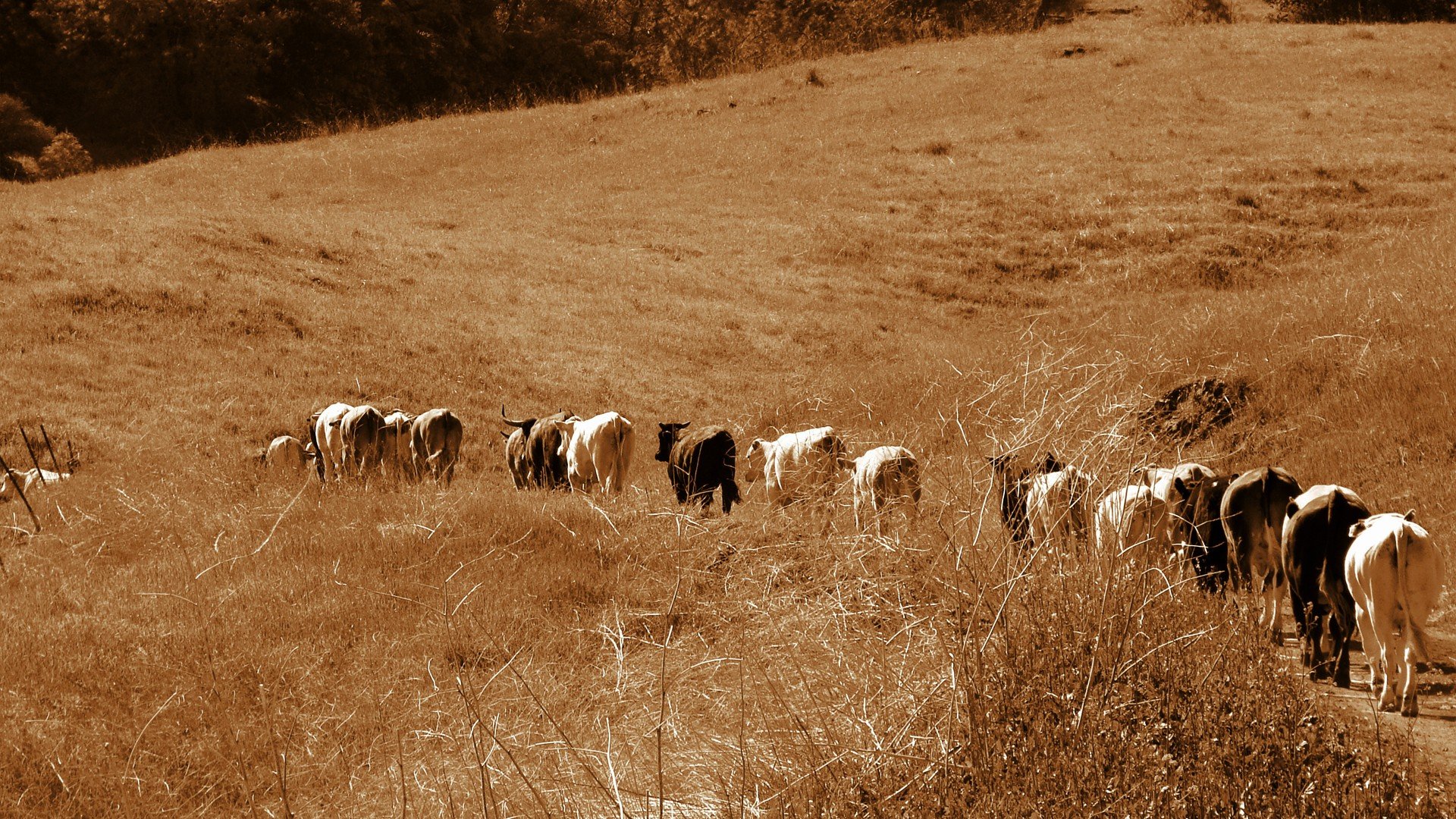 Звуки стадо коров. Коровы в поле. Коровы на пастбище. Коровы на выпасе. Коровы вдалеке.
