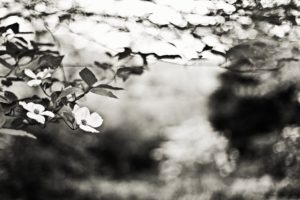 nature, Flowers, Leaves, Grayscale, Bokeh, Depth, Of, Field