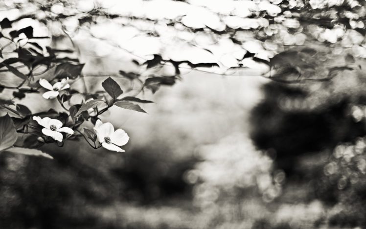 nature, Flowers, Leaves, Grayscale, Bokeh, Depth, Of, Field HD Wallpaper Desktop Background