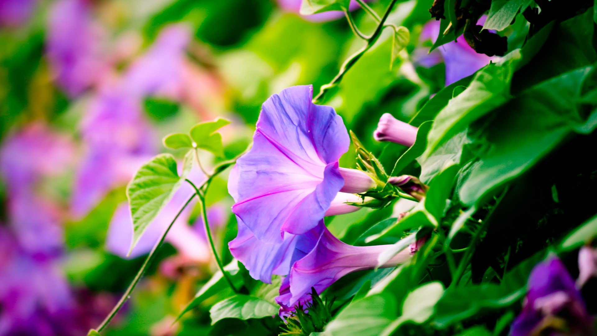 nature, Flowers, Violets Wallpaper