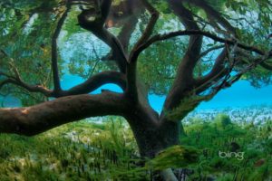 trees, Plants, Seychelles, Underwater, Branches, Bing
