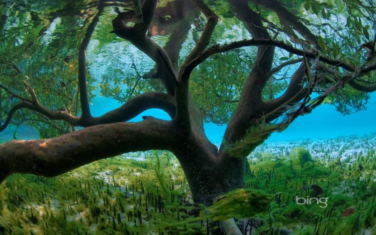 trees, Plants, Seychelles, Underwater, Branches, Bing HD Wallpaper Desktop Background