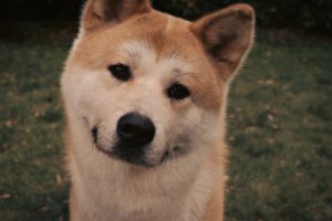 eyes, Movies, Animals, Dogs, Akita, Hachiko , A, Dogand039s, Story