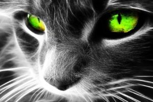 eyes, Cats, Animals, Green, Eyes