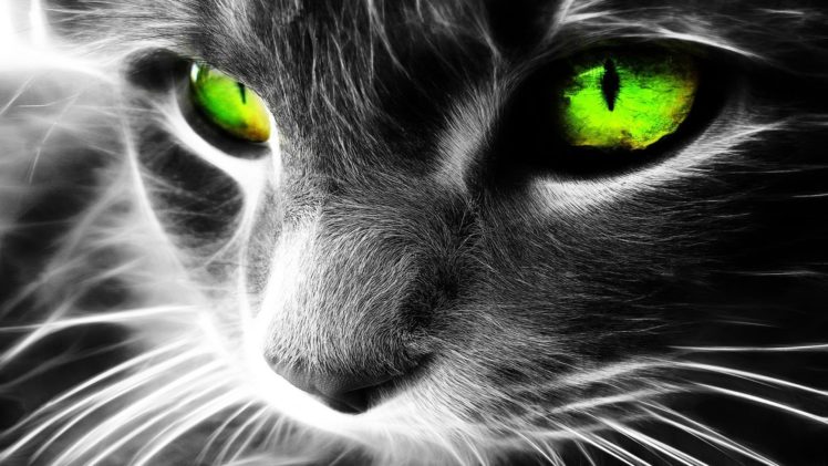 eyes, Cats, Animals, Green, Eyes HD Wallpaper Desktop Background