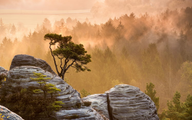trees, Forest, Mountains, Mist, Fog, Sunrise, Sunset, Sunlight HD Wallpaper Desktop Background