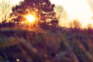landscapes, Nature, Sun, Grass, Disk, Branches