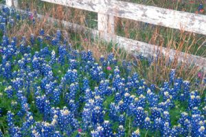 flowers, Country, Falls, Texas, Marbles