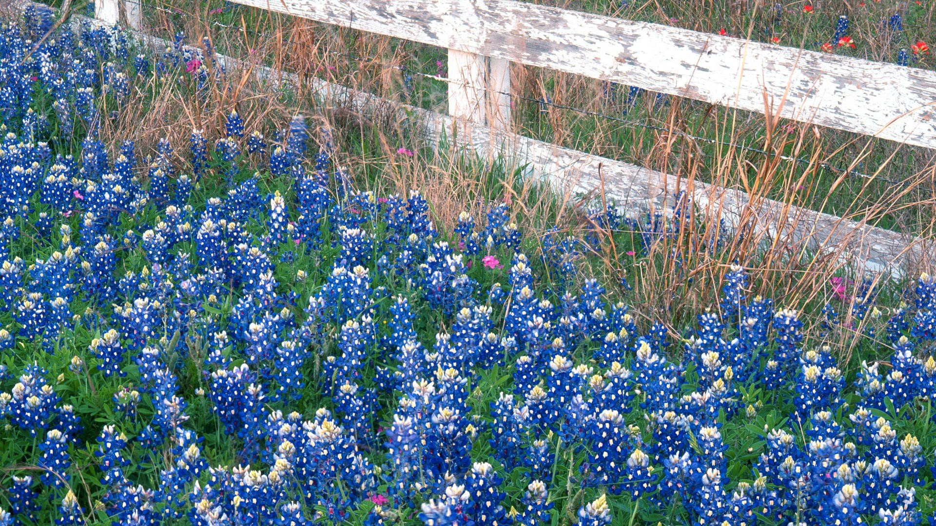 flowers, Country, Falls, Texas, Marbles Wallpaper