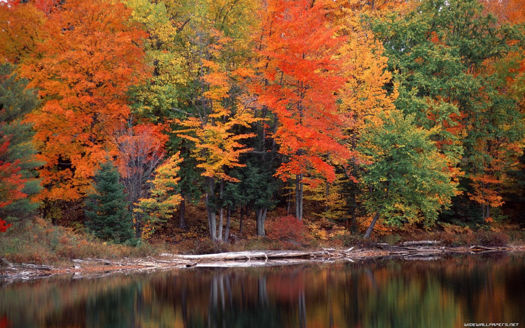 nature, Trees, Autumn, Lakes, Reflections Wallpaper