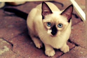 cats, Blue, Eyes, Animals, Siamese
