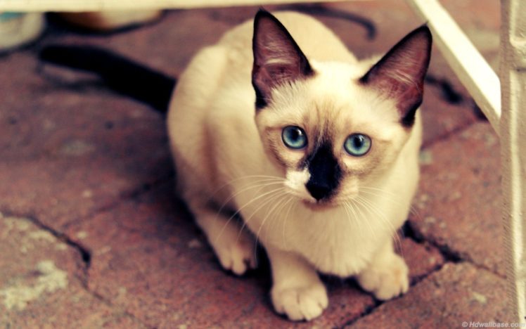 cats, Blue, Eyes, Animals, Siamese HD Wallpaper Desktop Background