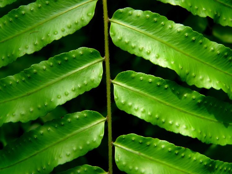 green, Nature, Leaves, Ferns HD Wallpaper Desktop Background
