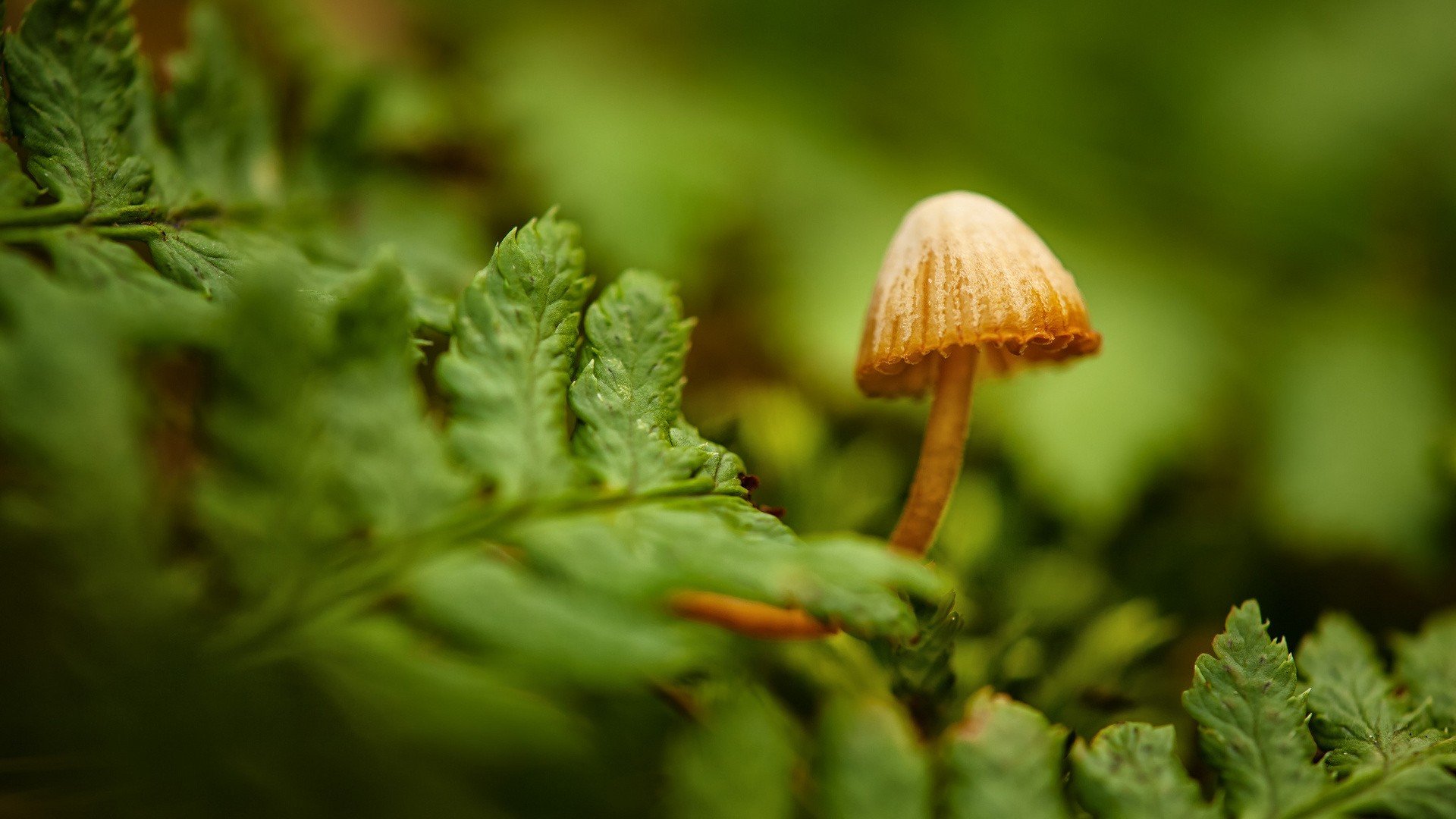 macro Wallpaper