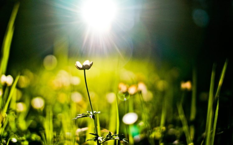 nature, Grass, Plants, Bokeh, Sunlight, Sunny HD Wallpaper Desktop Background