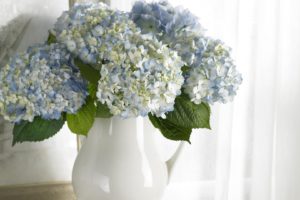 flowers, Vases, Hydrangea