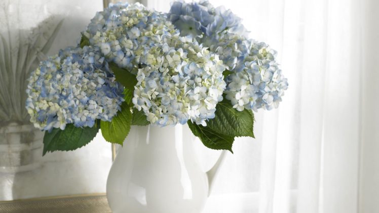 flowers, Vases, Hydrangea HD Wallpaper Desktop Background