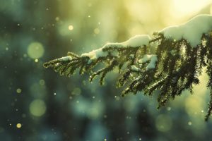 nature, Winter, Snow, Trees