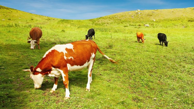 animals, Cows, Mammals, Eating HD Wallpaper Desktop Background