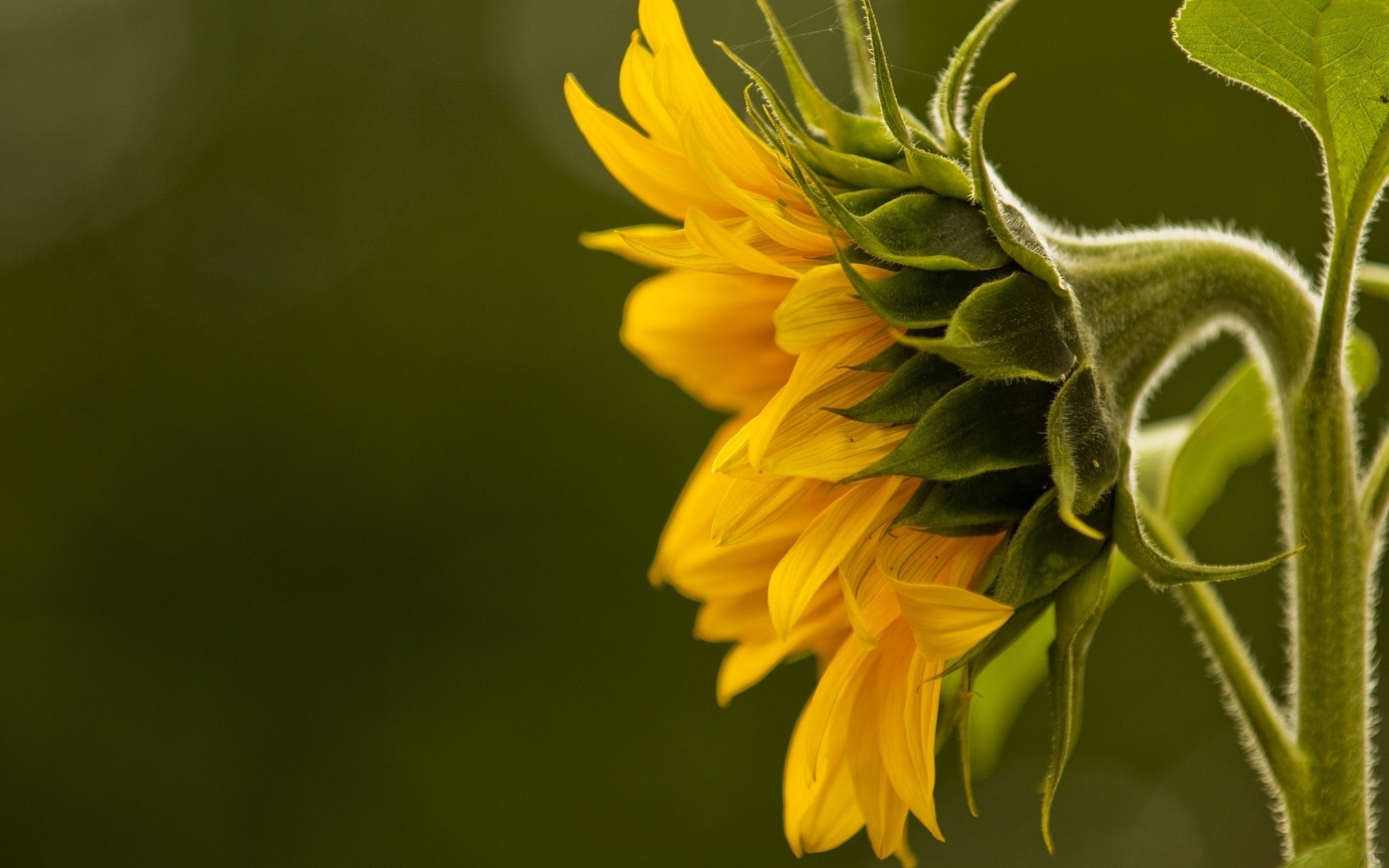 nature, Flowers, Sunflowers Wallpaper